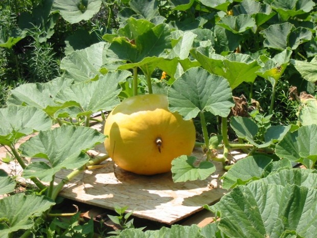 Pumpkin Plant
